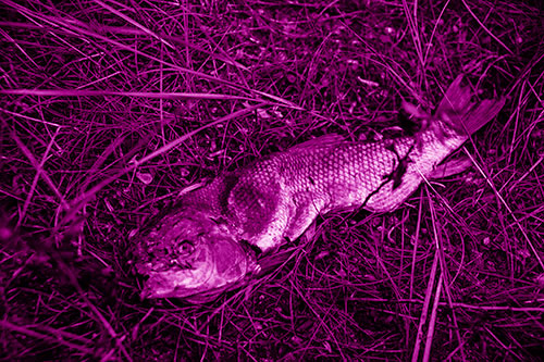 Deceased Salmon Fish Rotting Among Grass (Pink Shade Photo)