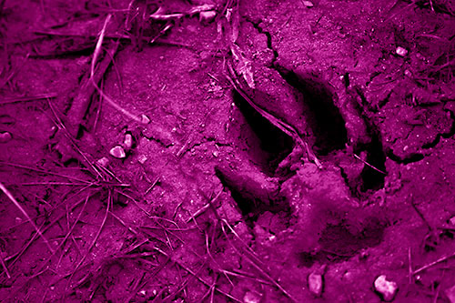 Deep Muddy Dog Footprint (Pink Shade Photo)