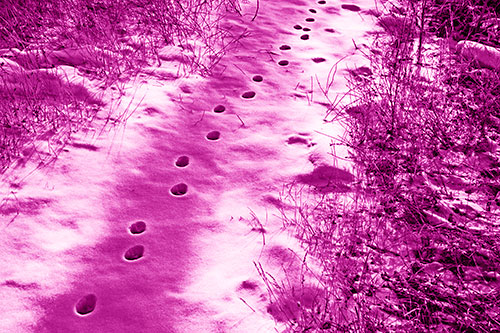 Deep Snow Animal Footprint Markings (Pink Shade)