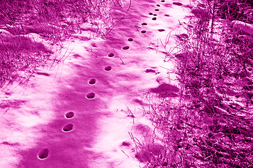 Deep Snow Animal Footprint Markings (Pink Shade Photo)