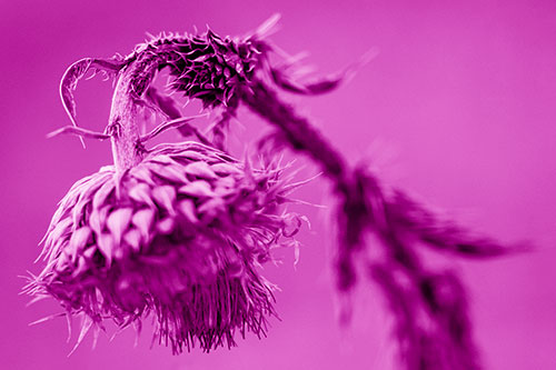 Depressed Slouching Thistle Dying From Thirst (Pink Shade Photo)