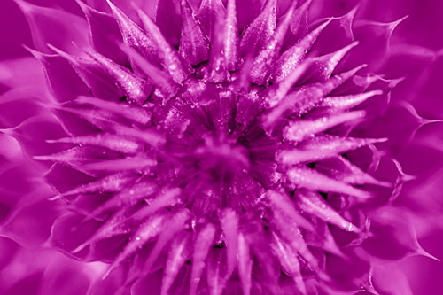 Dew Drops Cover Blooming Thistle Head (Pink Shade Photo)