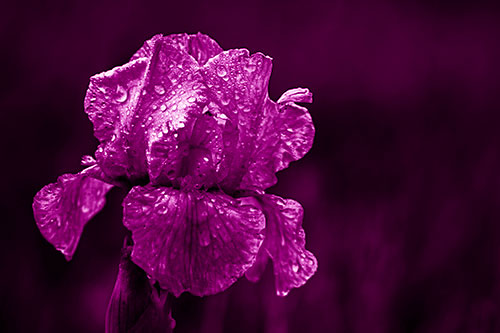 Dew Face Appears Among Wet Iris Flower (Pink Shade Photo)