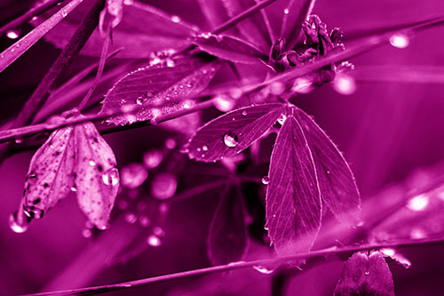 Dew Water Droplets Clutching Onto Leaves (Pink Shade Photo)