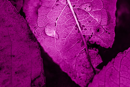 Dewy Eyed Leaf Face Cringing Towards Bug (Pink Shade)