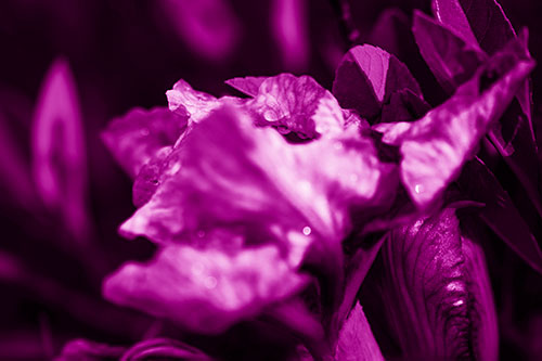 Dewy Iris Flower Creature Face (Pink Shade Photo)