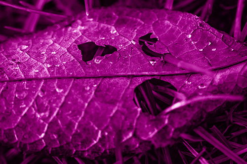 Dewy Pierced Leaf Face Screaming Among Grass Blades (Pink Shade)
