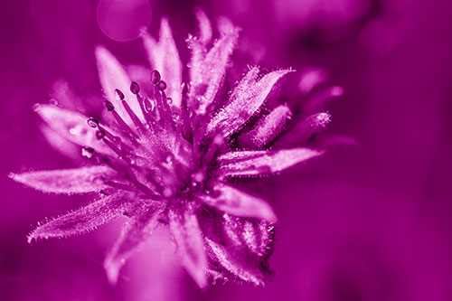 Dewy Spiked Sempervivum Flower (Pink Shade Photo)