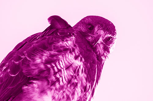 Direct Eye Contact With Rough Legged Hawk (Pink Shade Photo)