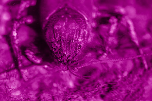 Direct Eye Contact With Water Submerged Crayfish (Pink Shade)