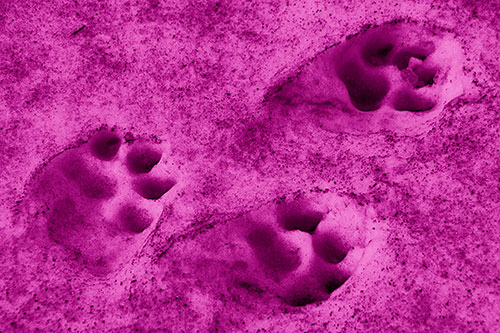 Dirty Dog Footprints In Snow (Pink Shade Photo)