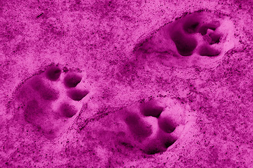 Dirty Dog Footprints In Snow (Pink Shade)