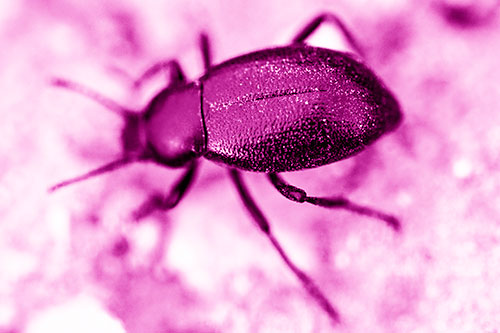 Dirty Shelled Beetle Among Dirt (Pink Shade Photo)