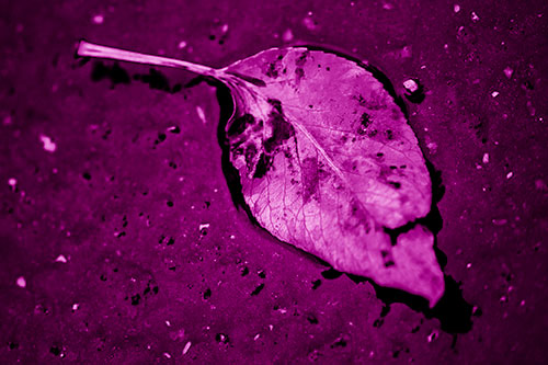 Distressed Rotting Leaf Face Among Wet Pavement (Pink Shade)