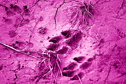 Dog Footprints On Dry Cracked Mud (Pink Shade Photo)