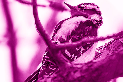Downy Woodpecker Twists Head Backwards Atop Branch (Pink Shade Photo)