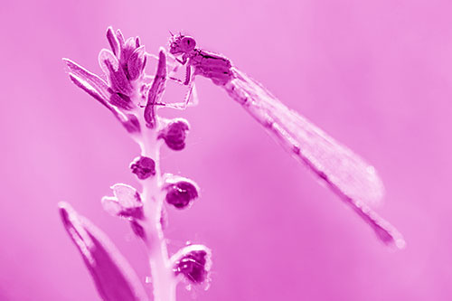 Dragonfly Clings Ahold Plant Top (Pink Shade Photo)