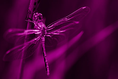 Dragonfly Grabs Ahold Grass Blade (Pink Shade)
