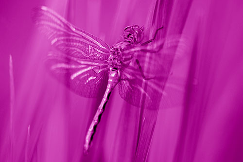Dragonfly Grabs Grass Blade Batch (Pink Shade Photo)