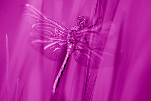 Dragonfly Grabs Grass Blade Batch (Pink Shade)