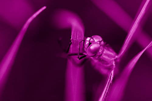 Dragonfly Hugging Grass Blade Tightly (Pink Shade Photo)