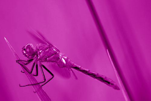 Dragonfly Perched Atop Sloping Grass Blade (Pink Shade Photo)