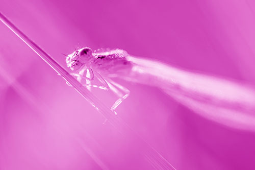 Dragonfly Rides Grass Blade Among Sunlight (Pink Shade Photo)