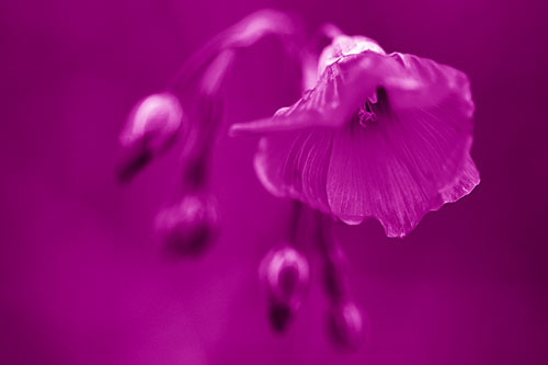 Droopy Flax Flower During Rainstorm (Pink Shade Photo)