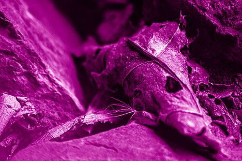 Dry Frowning Leaf Face Resting Between Rocks (Pink Shade)