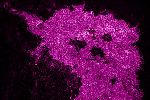 Dry Smirking Moss Face Among Damp Rock Surface (Pink Shade)