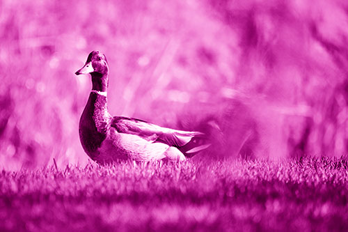 Duck On The Grassy Horizon (Pink Shade Photo)