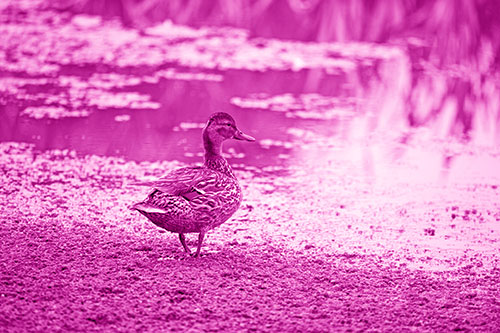 Duck Walking Through Algae For A Lake Swim (Pink Shade Photo)