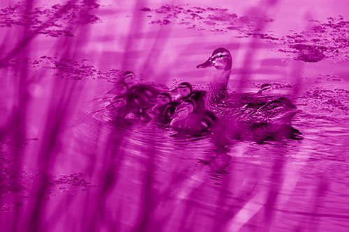 Ducklings Surround Mother Mallard (Pink Shade Photo)