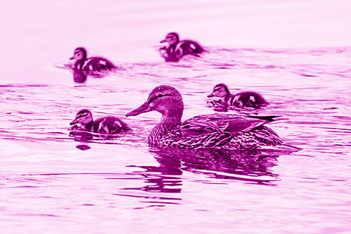 Ducklings Swim Along Mother Mallard Duck (Pink Shade Photo)