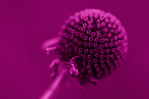 Dying Globosa Billy Button Craspedia Flower (Pink Shade Photo)