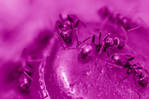 Excited Carpenter Ants Feasting Among Sugary Food Source (Pink Shade Photo)