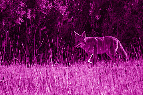Exhausted Coyote Strolling Along Sidewalk (Pink Shade Photo)