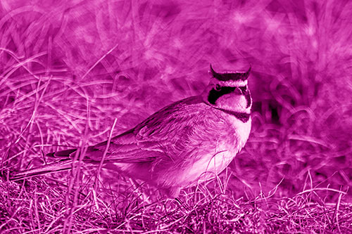 Eye Contact With A Horned Lark (Pink Shade Photo)