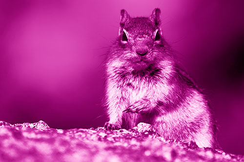 Eye Contact With Wild Ground Squirrel (Pink Shade Photo)