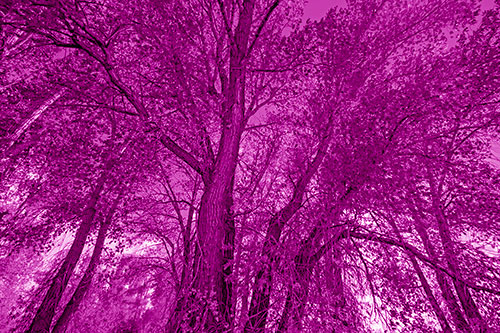 Fall Changing Autumn Tree Canopy Color (Pink Shade Photo)