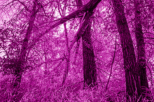 Fallen Forest Tree Trunks Among Sunlight (Pink Shade Photo)