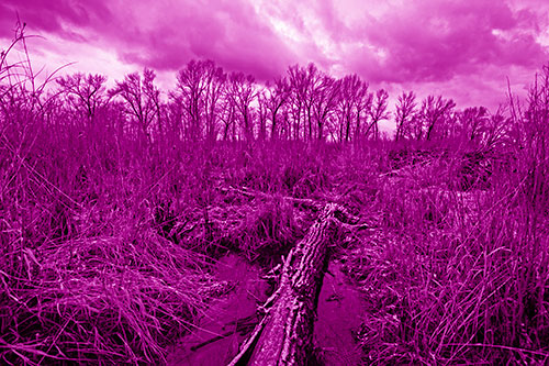 Fallen Snow Covered Tree Log Among Reed Grass (Pink Shade)