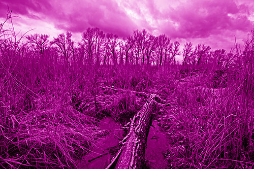 Fallen Snow Covered Tree Log Among Reed Grass (Pink Shade Photo)