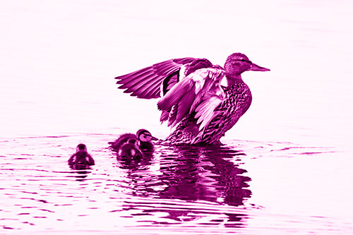 Family Of Ducks Enjoying Lake Swim (Pink Shade Photo)