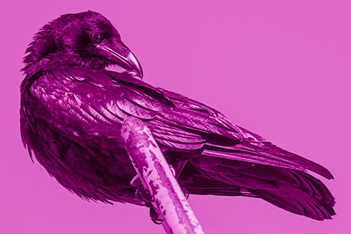 Feather Cleaning Raven Perched Atop Rusted Rail (Pink Shade)