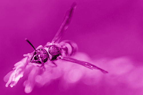 Feisty Wasp Gazes Upwards Among Plant Top (Pink Shade)
