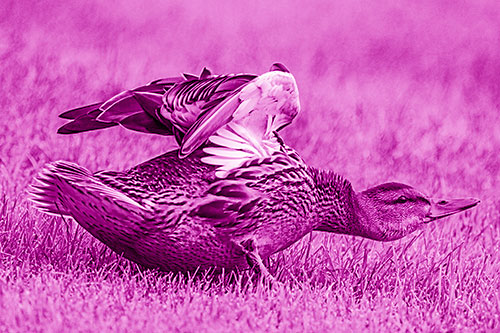 Female Mallard Duck Stretching Among Cut Grass (Pink Shade)