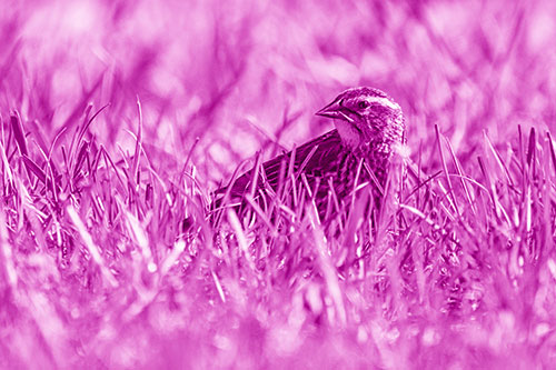 Female Red Winged Blackbird Taking Gander Among Grass (Pink Shade)