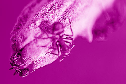 Fire Ants Crawling Among Milkweed Pod (Pink Shade)
