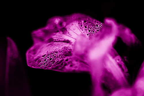 Fish Faced Dew Covered Iris Flower Petal (Pink Shade Photo)